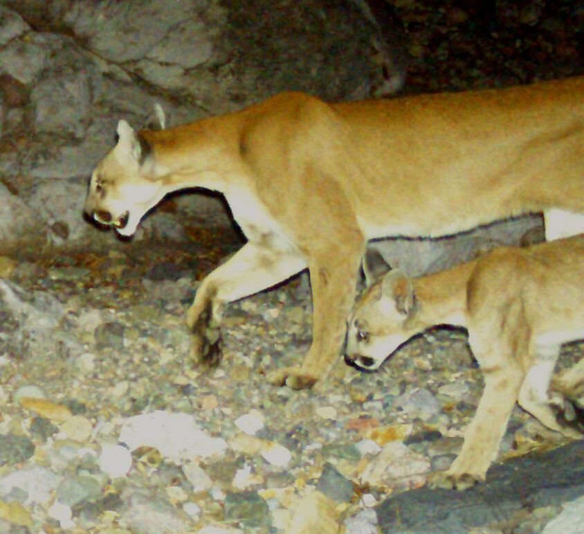 Wildlife, babies, Mexico
